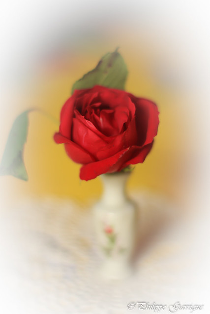Bella rosa...
