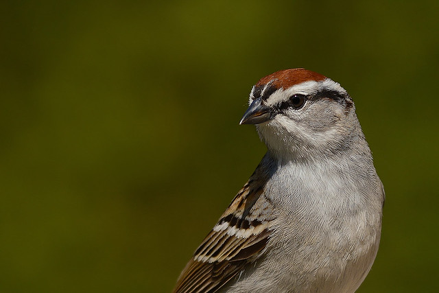 Bruant familier/Chipping sparrow