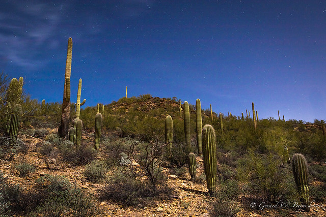 Full Moon - Saguaro Cactus landscape