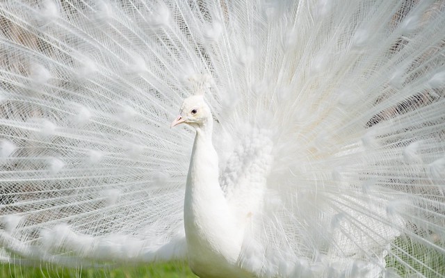 white peacock (07)