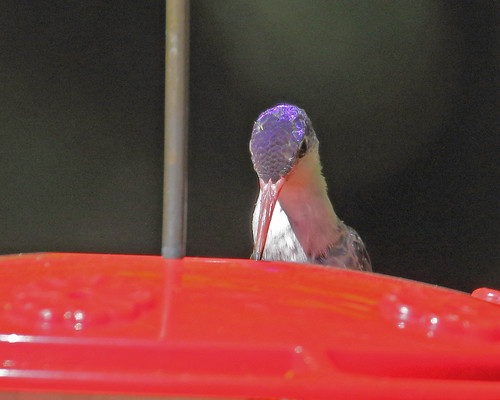 violetcrownedhummingbird amaziliavioliceps hummingbirds
