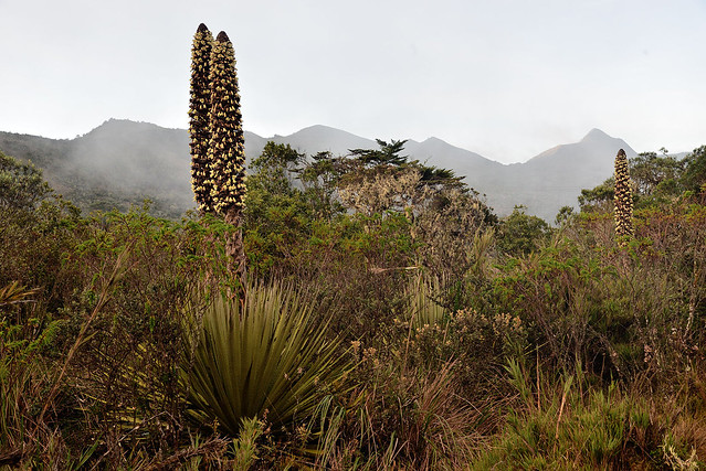 Puya goudotiana, Chingaza. Colombia