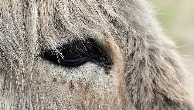 Eye of an Donkey....HMM
