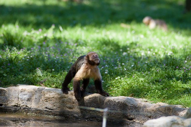 petit singe - little monkey