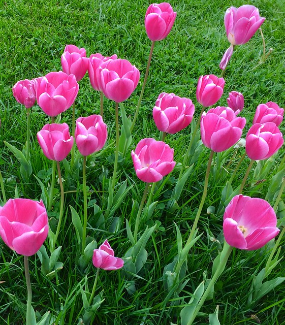 Turkey (Istanbul) Pink tulips