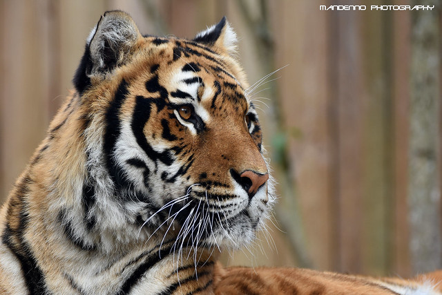 Bengal tiger - Zoo Amneville