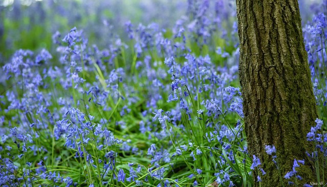 Sun-kissed & windswept bluebells!  Swithland Wood