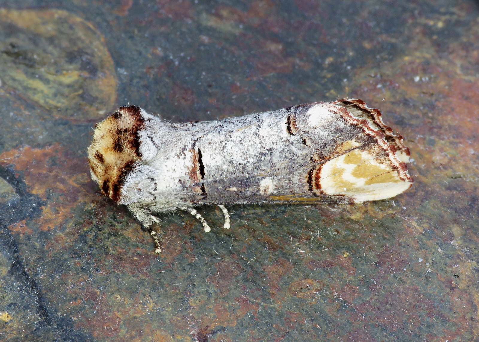 71.025 Buff-tip - Phalera bucephala