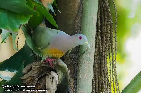 Pink-necked Green-Pigeon - Treron vernans