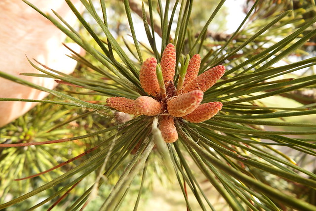 Pine tree male pollen cones