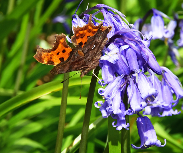 Comma Butterfly on Bluebells