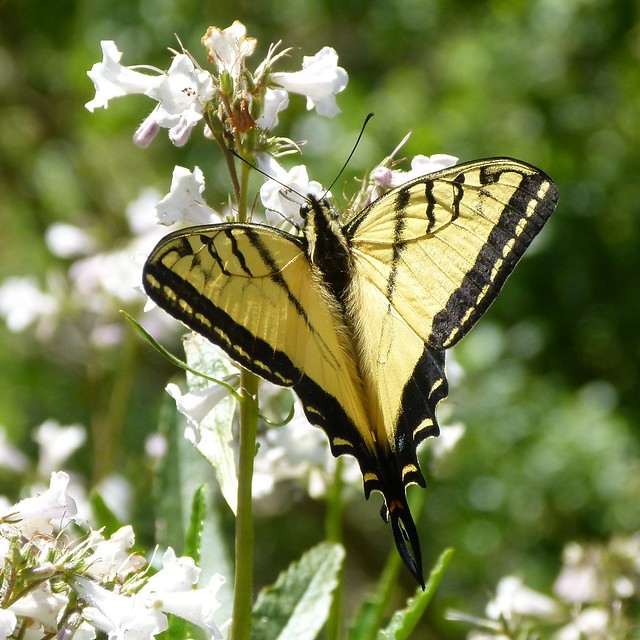 two-tailed swallowtail