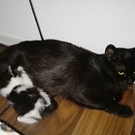 7 Katzenbabies und ihre Mutter