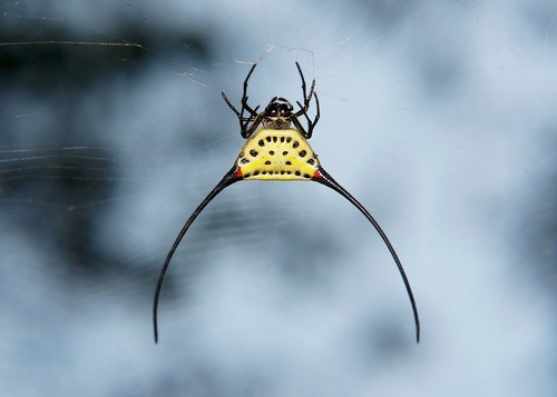 Long-horned Orb-weaver Spider (Macracantha arcuata, Araneidae)