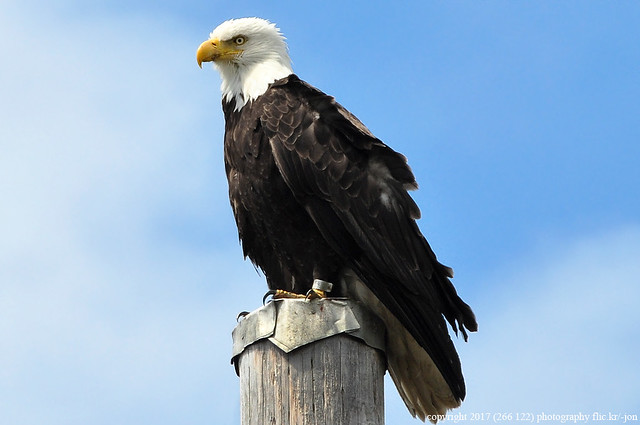 2017-05-14 Bald Eagle (Leg Band) (1024x680)