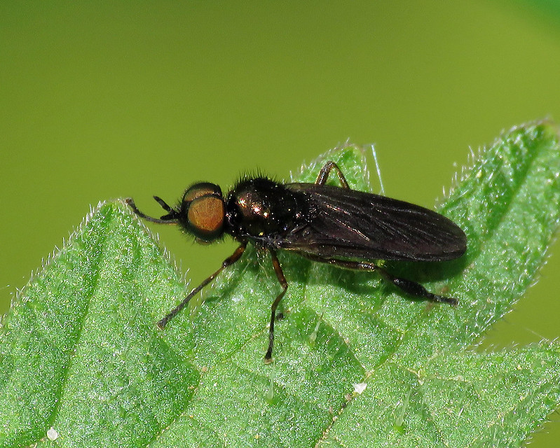 Murky-legged Black Legionnaire - Beris chalybata