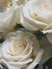 Обожаю цветы. Они прекрасны, красивы и удивительны. Особенно радуют моменты, когда из маленького зернышка или луковички вырастает такое чудо 😍🌺 #Rose #Avon #avonкаталог #avononline #скидки #подарки #цветы