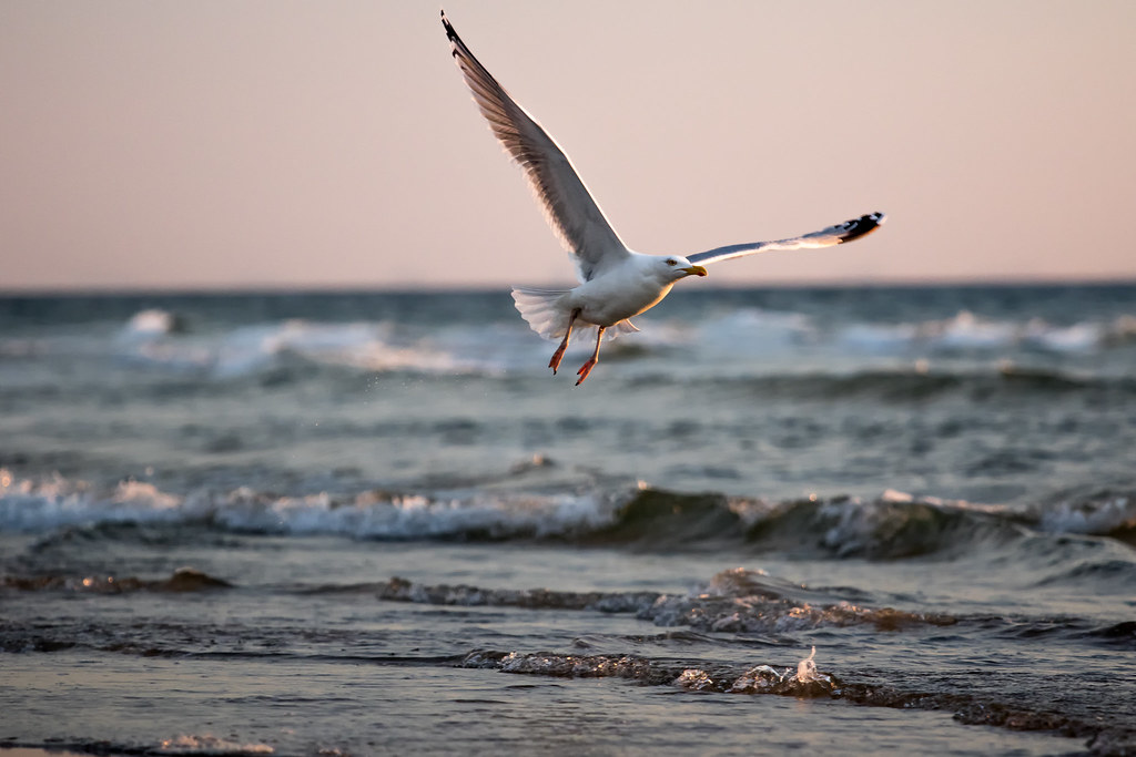 seagull at sunset