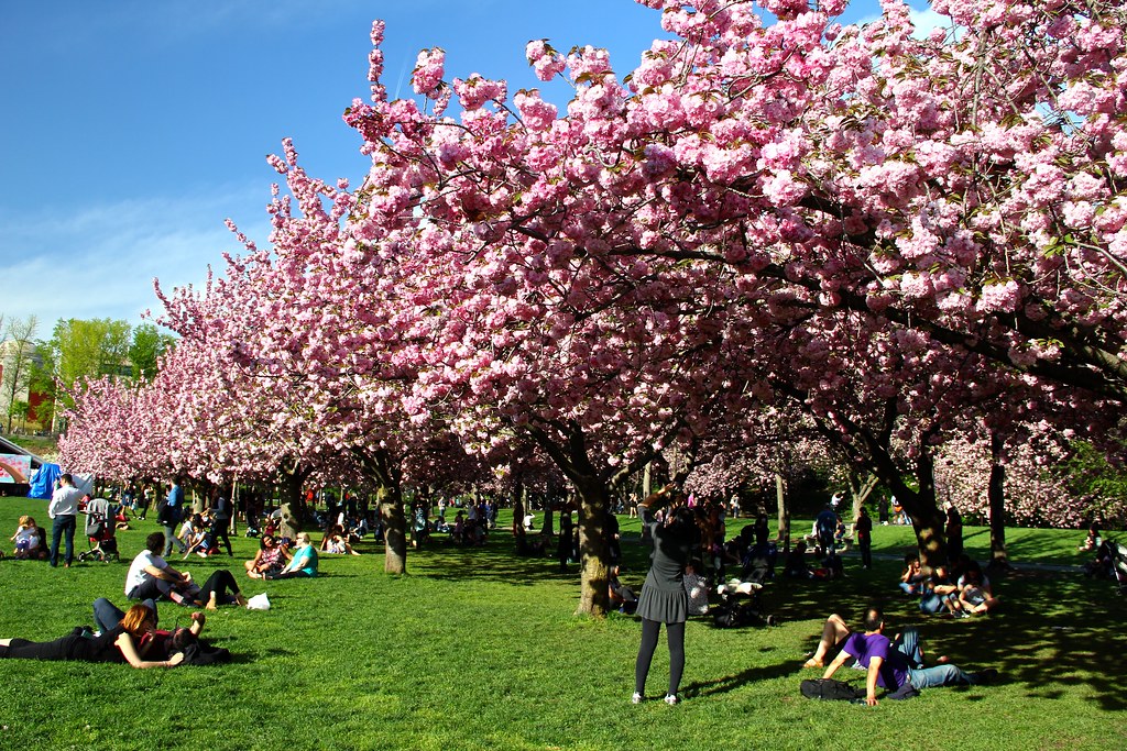 Brooklyn Botanic Garden Cherry bloom