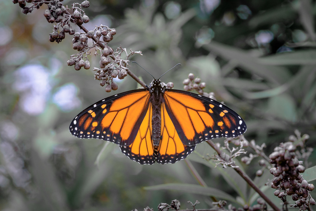 Monarch San Diego Botanic Garden Marclaurence2000 Flickr