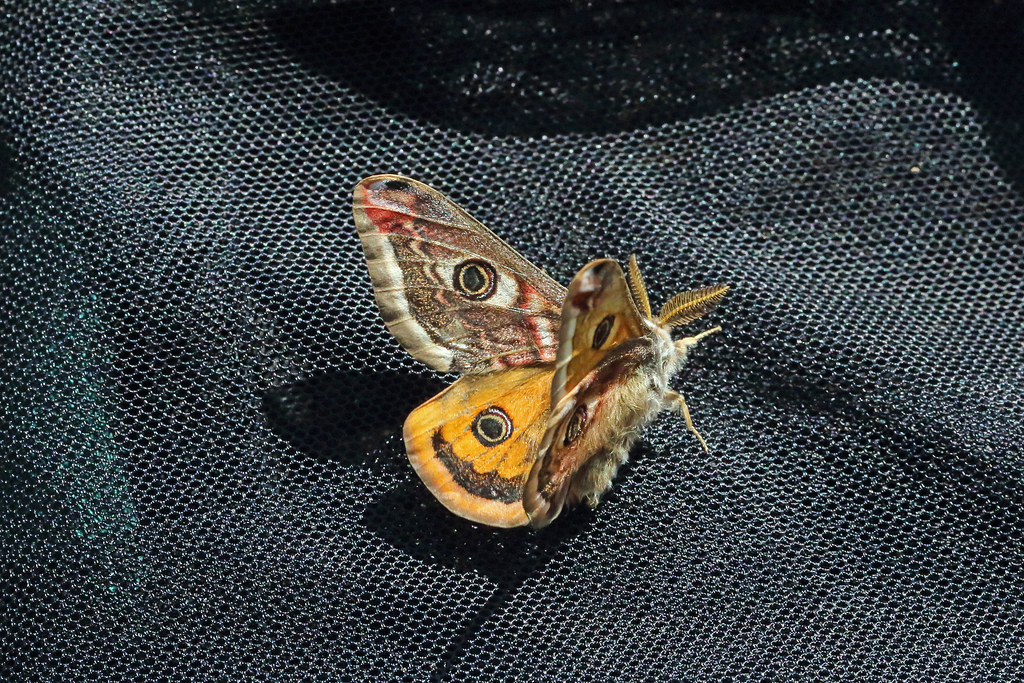 Emperor Moth, Hallsenna Moor, Cumbria, England