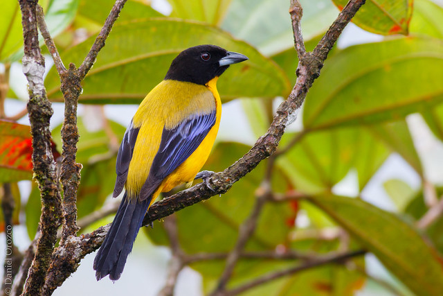 Anisognathus notabilis | Black-chinned Mountain-Tanager