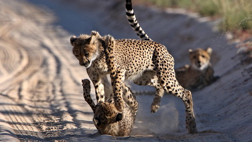 Cheetah, Acinonyx jubatus, at Kgalagadi Transfrontier Park… | Flickr