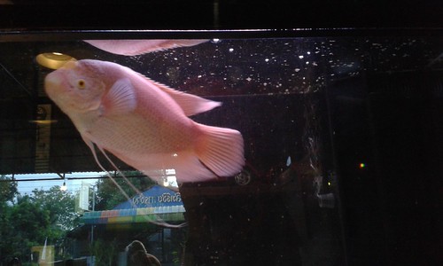 fish restaurant aquarium uttaradit thailand