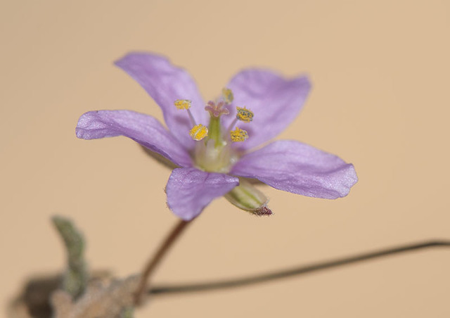 Erodium cf. neuradifolium