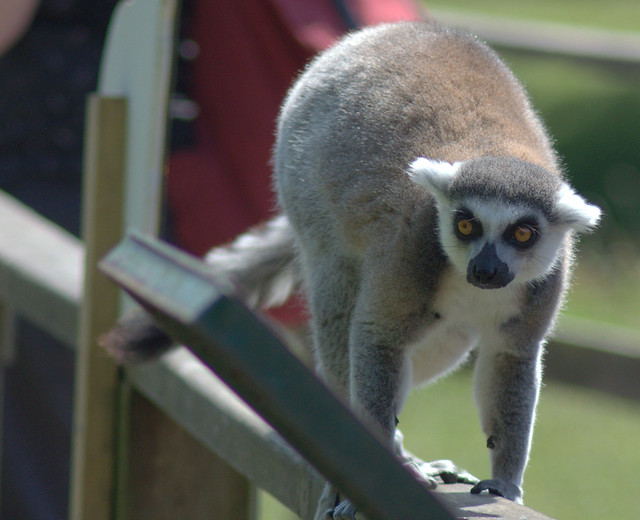 Picture of a Lemur