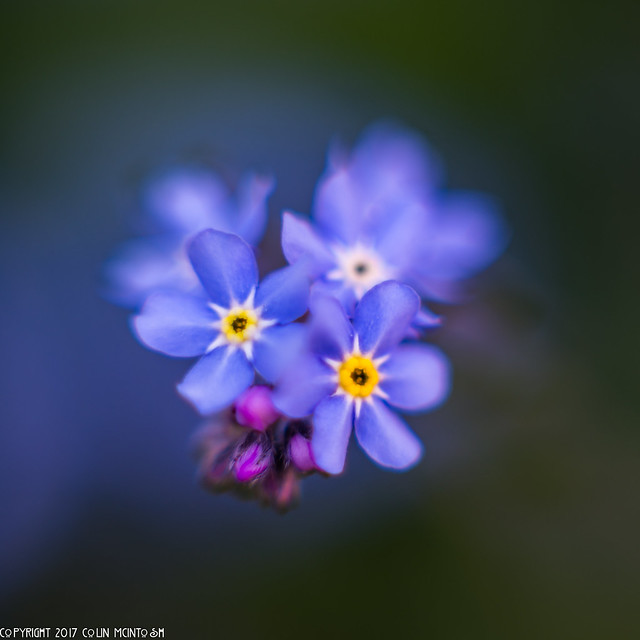 DSC_2014: Forget-me-not