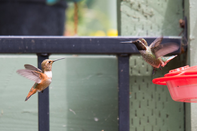 Hummingbird Showdown 6