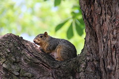 Squirrels in Ann Arbor at the University of Michigan (May 17th, 2017)