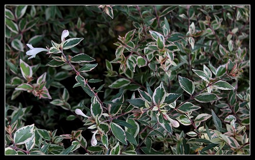 Abelia x grandiflora 33785154943_18528b6739