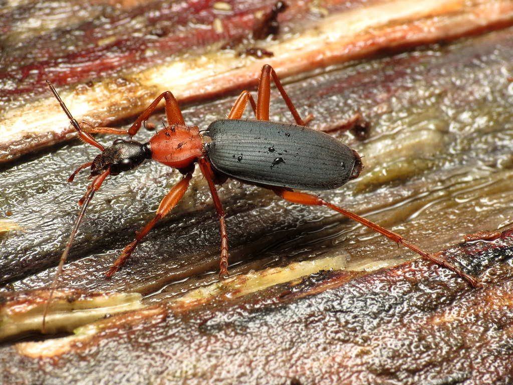 False Bombardier Beetle