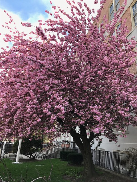 日, 2017-04-23 13:10 - 満開の八重桜