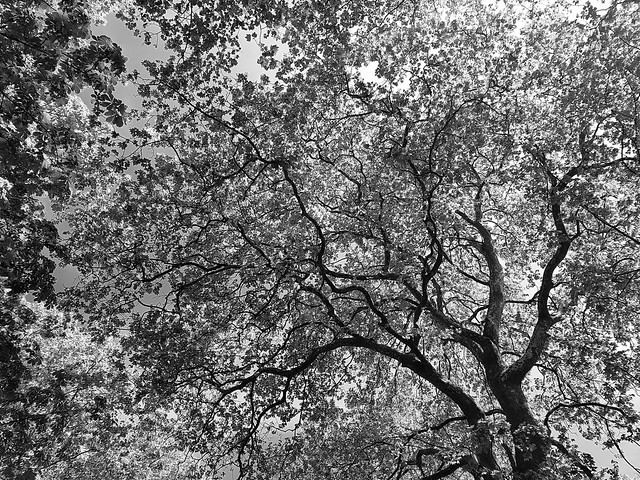 Branches (B&W)