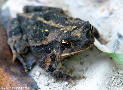 Close Up Of A Gulf Coast Toad | by Kaptured by Kala