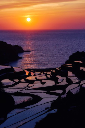 paddy japan saga landscape