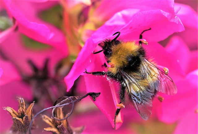 Wild bee collecting pollen from Azaleas