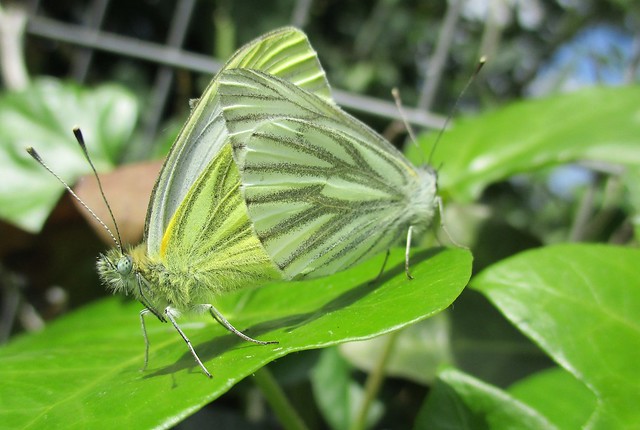 Mating Green-veined white butterflies