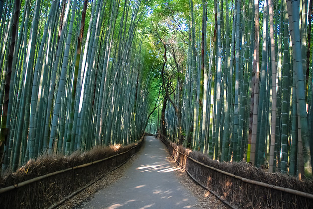 Arashiyama, Japan - Bamboo Forest