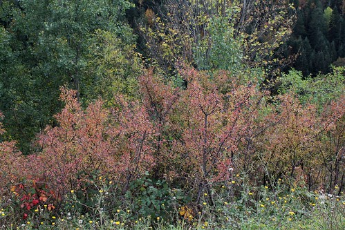 Prunus spinosa - prunellier, épine noire 34384735516_2a4f90ee3f