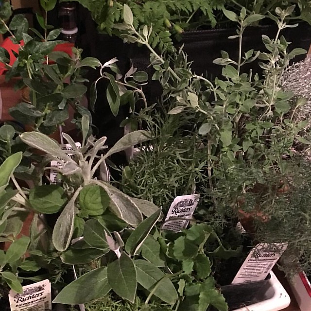 Terrible picture but my phone ran out of battery at the store so I couldn't take a plant haul picture and now it's nighttime. But I'm so excited about the 18 plants I bought today on my annual field trip to Richters Herbs that I couldn't resist posting a