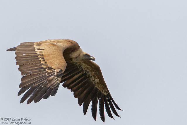 Griffon Vulture, Gyps fulvus