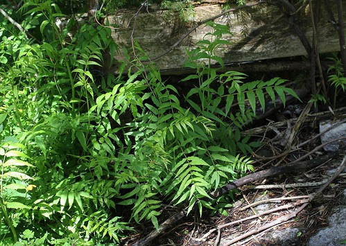 Sorbaria sorbifolia - sorbaria à feuilles de sorbier 33583516954_867277247e