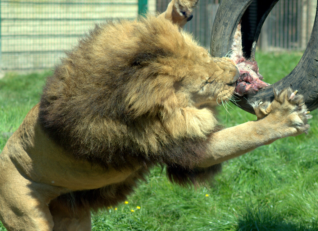 Quite scary close up lion feeding