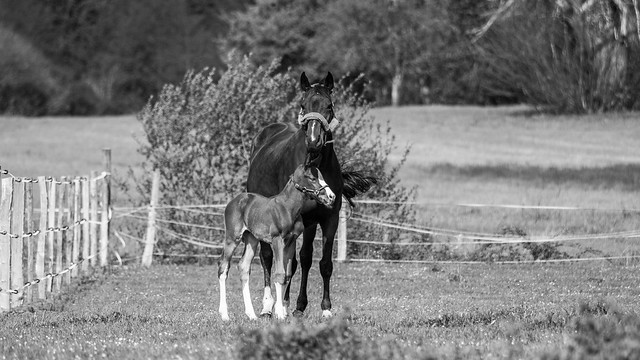 Hasubakatchin : 6 days old : Foal Portrait : France  2017