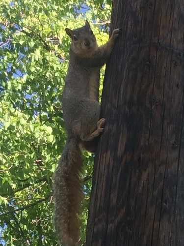 Squirrel on the pole
