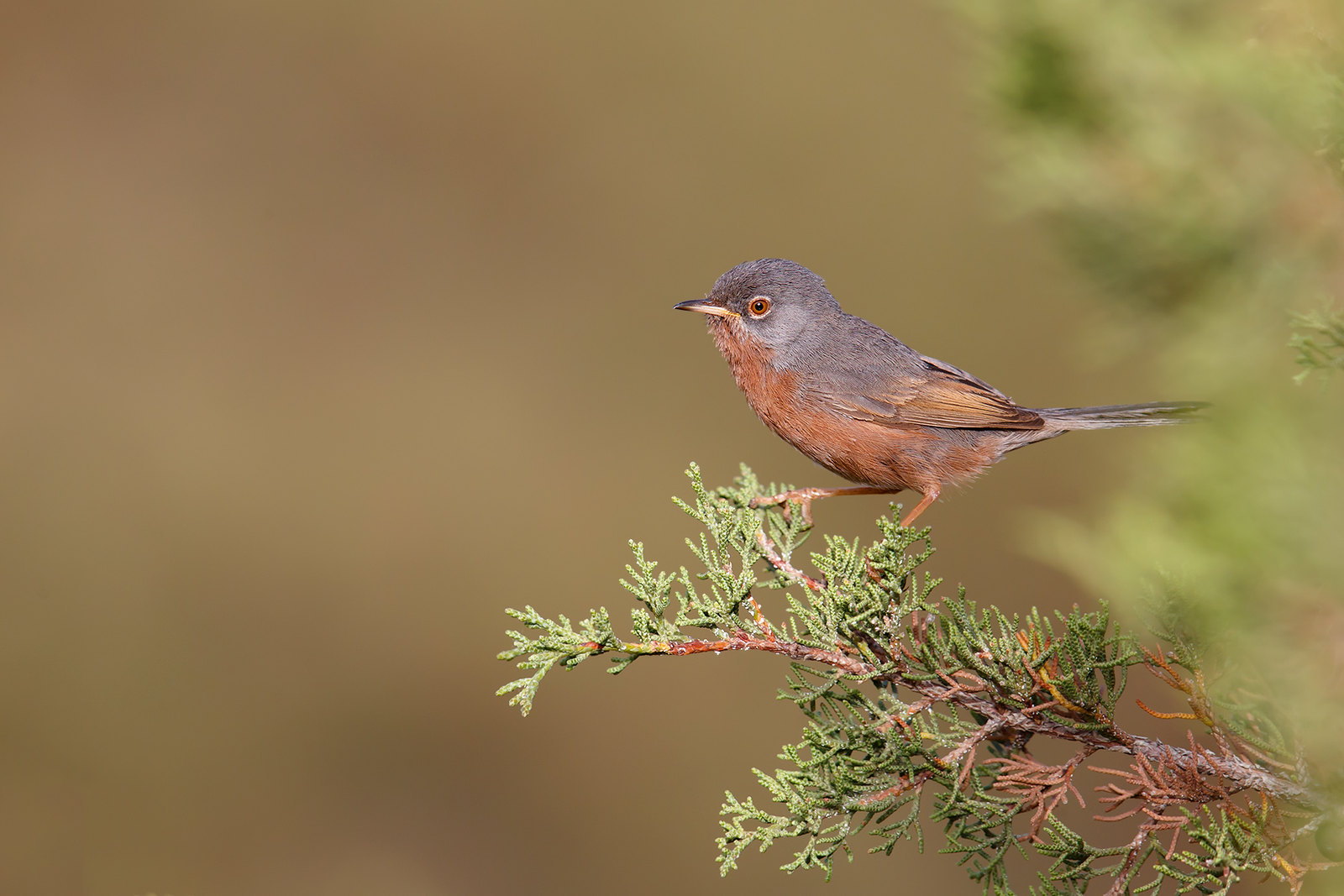Curruca deserticola | Tristram's Warbler | atlassångare